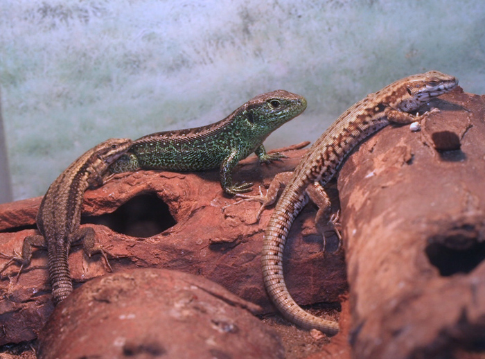 Sand lizard (centre) with flanking Wall lizards